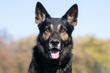 happy dog ​​has a great time