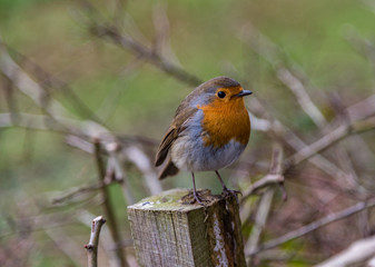 Red Robin standing on wooden post in natural surroundings.