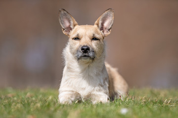 happy dog ​​has a great time
