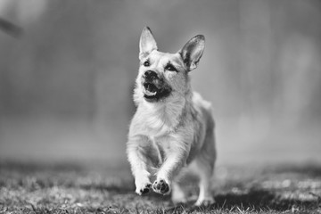 happy dog ​​has a great time