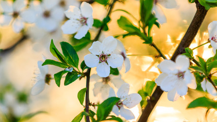 cherry flowers at dawn in the sun