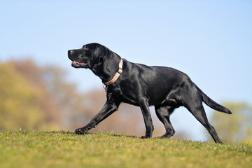 happy dog ​​has a great time