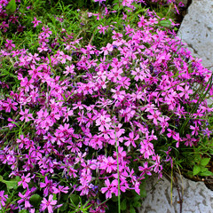 pink flowers in the garden stones