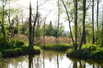 Sun shining through trees at a fishpond in springtime
