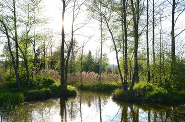 Obraz premium Sun shining through trees at a fishpond in springtime