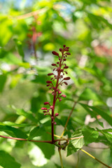 Red buckeye flowers, Aesculus pavia, in the spring. Hummingbird attractor.