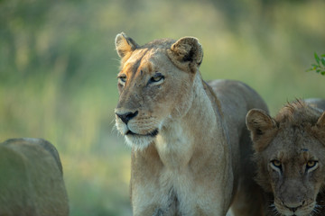Fototapeta na wymiar Lion pride out on the hunt.