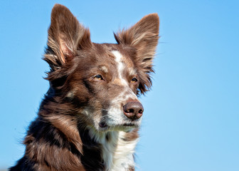 happy dog ​​has a great time