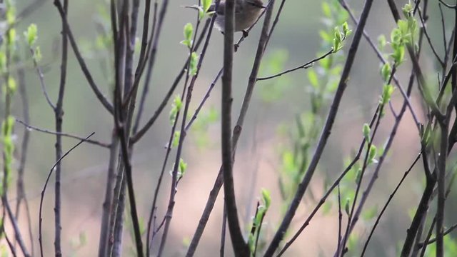 common chiffchaff jumping on branches and catching insects