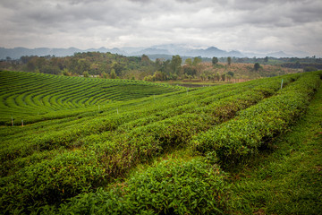 Fototapeta na wymiar Tea plantations Choui Fong in Chiang Rai