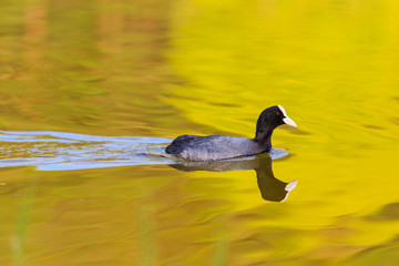 coot swimming on a lake in the evening light