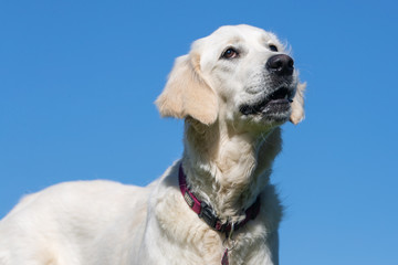 happy dog ​​has a great time