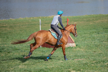 portrait of horse galloping during eventing competition