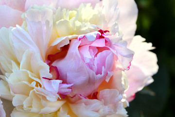 Beautiful pink peony garden flowers