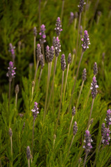 Lavanda en Chile, color morado