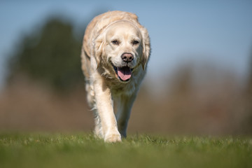 happy dog ​​has a great time