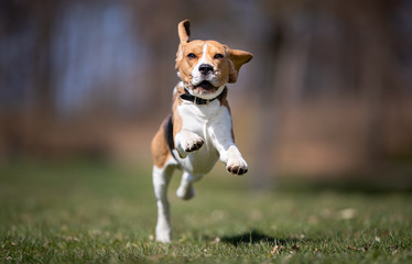 happy dog ​​has a great time