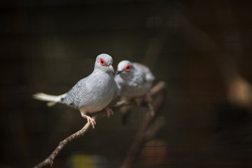 Diamond dove