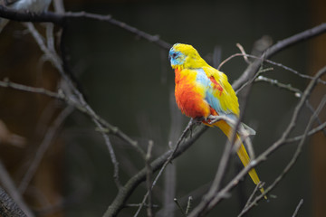 turquoise parrot
