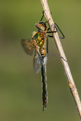 Beautiful nature scene with Downy emerald (Cordulia Aenea).