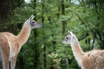 Llama