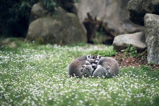 Kutta Lemur group sleeping with baby