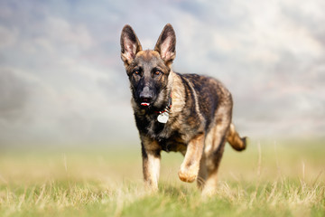 happy dog ​​has a great time