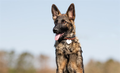 happy dog ​​has a great time