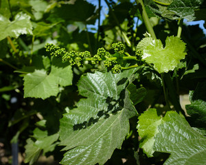 young wine grapes