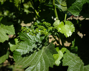 Young Grapes