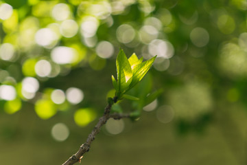 Fototapeta na wymiar Green leaves on branches in the spring