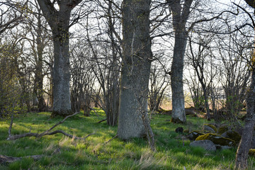 Old oak trees in a forest by early springtime