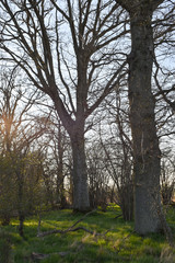 Oak tree forest in evening sunshine