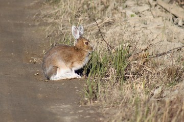 hare in grass