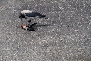 Obraz premium Crow feeding on a dead bird