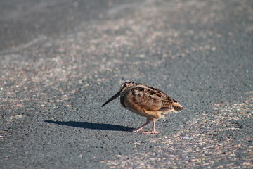 bird on the beach