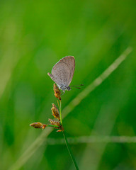 Beauty Macro Image Shot wildflower and insects photos