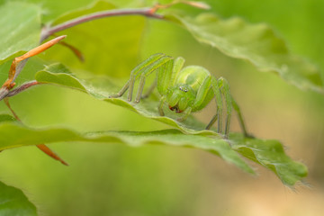 Green huntsman spider, Micrommata virescens camouflaged on leaf, in Czech Republic © MF Photo