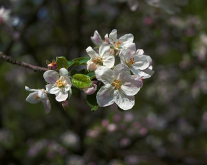 Fototapeta na wymiar Branch of fruit tree with flowers