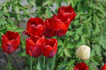 Obraz na płótnie Canvas red tulip flowers on green background in spring garden