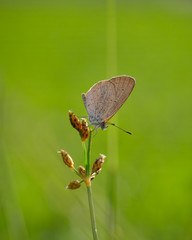 Beauty Macro Image Shot wildflower and insects photos
