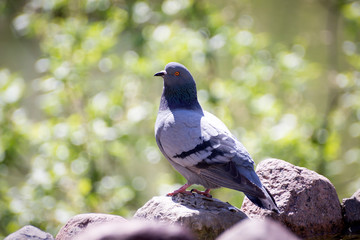 homing pigeon, racing pigeon or domestic pigeon Latin columba livia domestica taking a break from its long flight on typical pantiled roof in spring in Italy tags or rings clearly visible