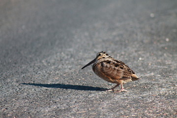 duck on the beach