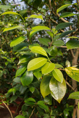 young bright green leaves of a houseplant