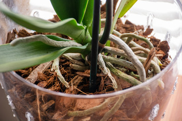 Phalaenopsis orchid roots in transparent flower pot with substrate and green leaves at home. Botanical and house flowers concept. Close up, blurred motion and selective focus