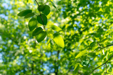 Obraz premium Green leaves on branches in the spring