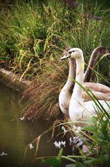 Obraz premium couple cygne dans lac 