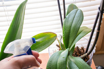 Man hand sprays Phalaenopsis orchid leaves with water and fresh dew on leaves. Mist orchid at home....