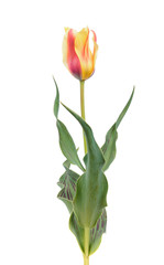 Red-yellow tulip flower with green leaves isolated on white background. Cultivar Compostella from Greigii Group