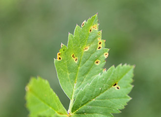 Puccinia aegopodii on green leaf of Aegopodium podagraria or Ground elder